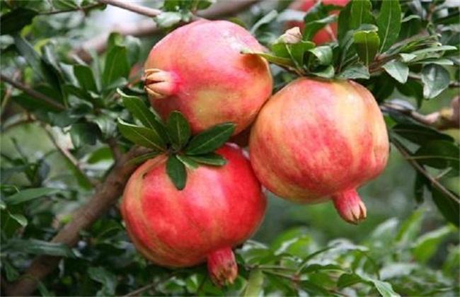 秋分吃什么传统食物?8种传统食物不要错过休闲区蓝鸢梦想 - Www.slyday.coM 秋分吃什么传统食物?8种传统食物不要错过休闲区蓝鸢梦想 - Www.slyday.coM