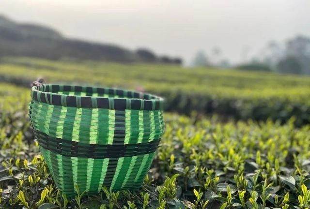 春光里,乐山人致富叶子采得欢|茶叶|春茶|茶农_新浪新闻