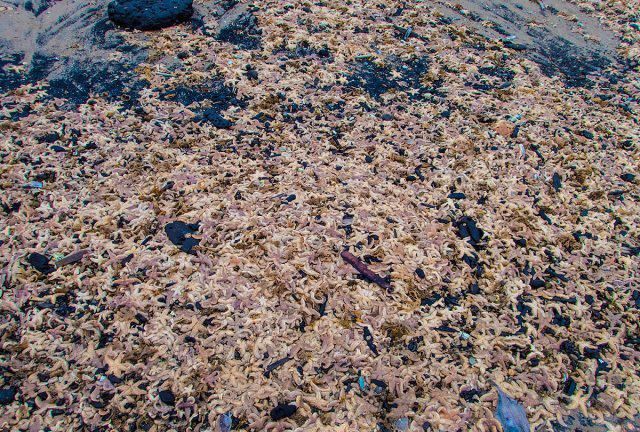 青岛胶州湾海星泛滥成灾养殖户日捕上万斤网友我们一起吃光