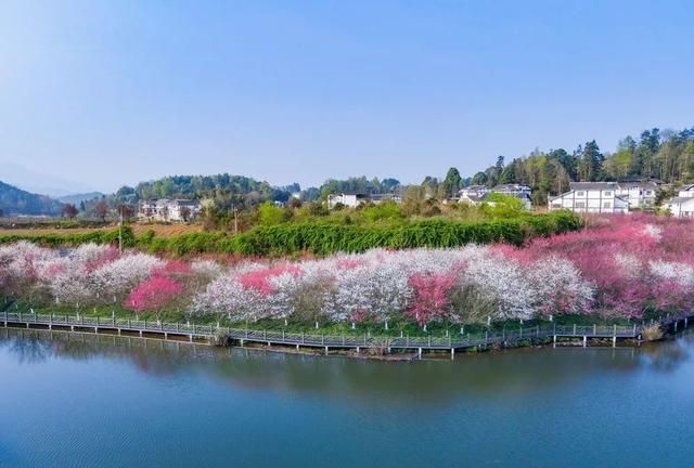 樱花,桃花,梅花,山茶花等就不得不提「湄潭万花源」说起哪里的花最美