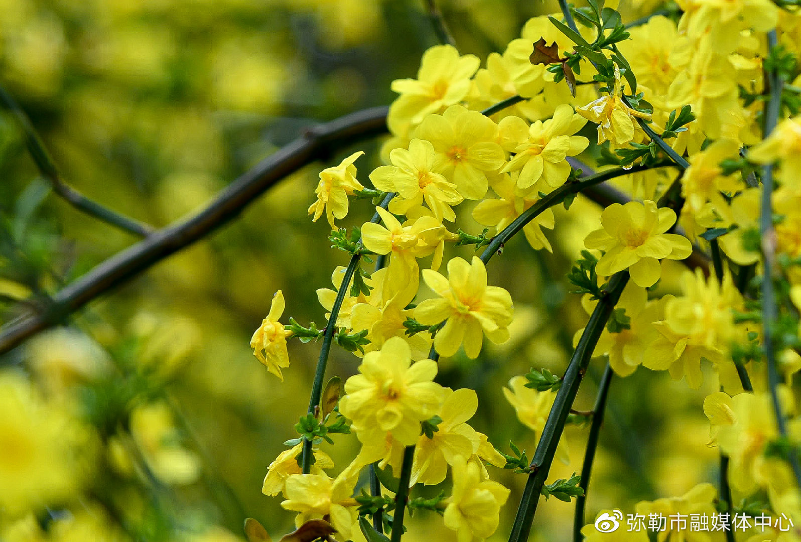 千城胜景红河弥勒"网红花"上线迎春