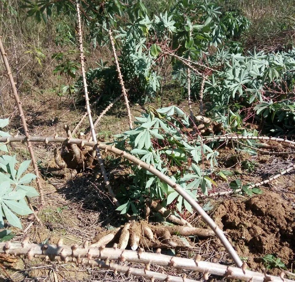 家门口的有毒花，千万别乱碰，有小孩的注意！休闲区蓝鸢梦想 - Www.slyday.coM