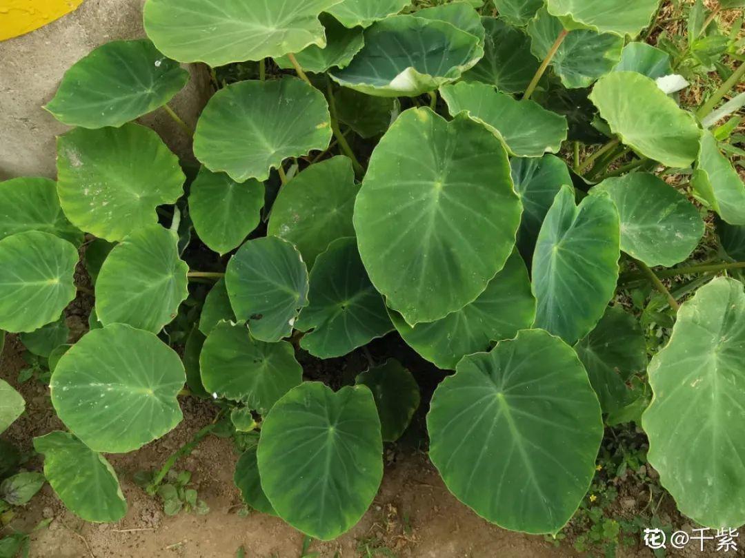 家门口的有毒花，千万别乱碰，有小孩的注意！休闲区蓝鸢梦想 - Www.slyday.coM