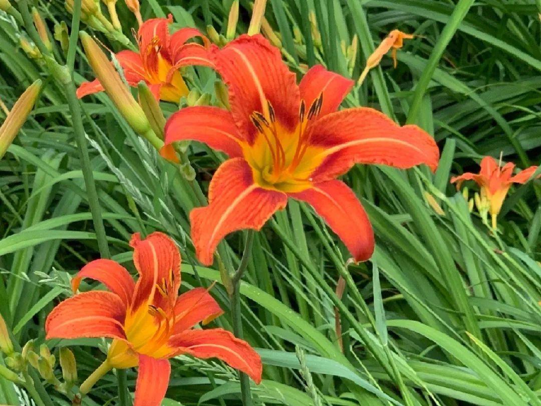 家门口的有毒花，千万别乱碰，有小孩的注意！休闲区蓝鸢梦想 - Www.slyday.coM