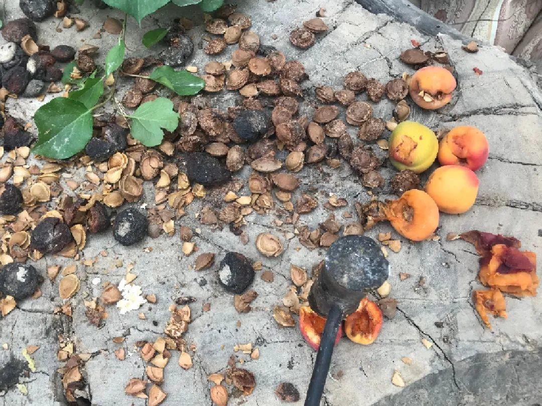 家门口的有毒花，千万别乱碰，有小孩的注意！休闲区蓝鸢梦想 - Www.slyday.coM