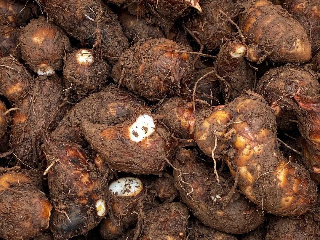 家门口的有毒花，千万别乱碰，有小孩的注意！休闲区蓝鸢梦想 - Www.slyday.coM