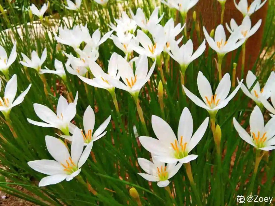 家门口的有毒花，千万别乱碰，有小孩的注意！休闲区蓝鸢梦想 - Www.slyday.coM