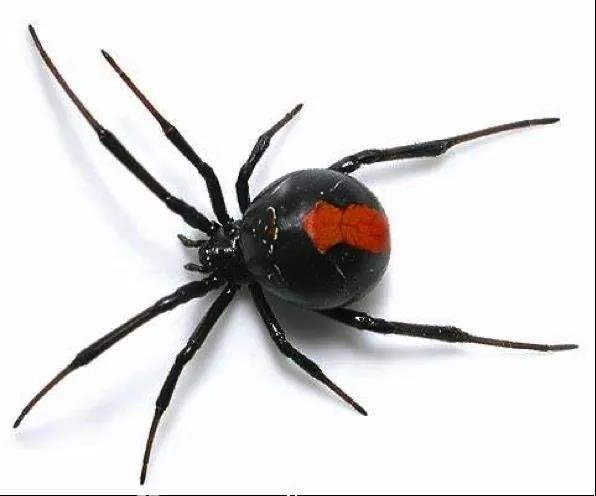 另外还有一种"黑寡妇蜘蛛"(black widow)脉冲星系统,主星也会慢慢把