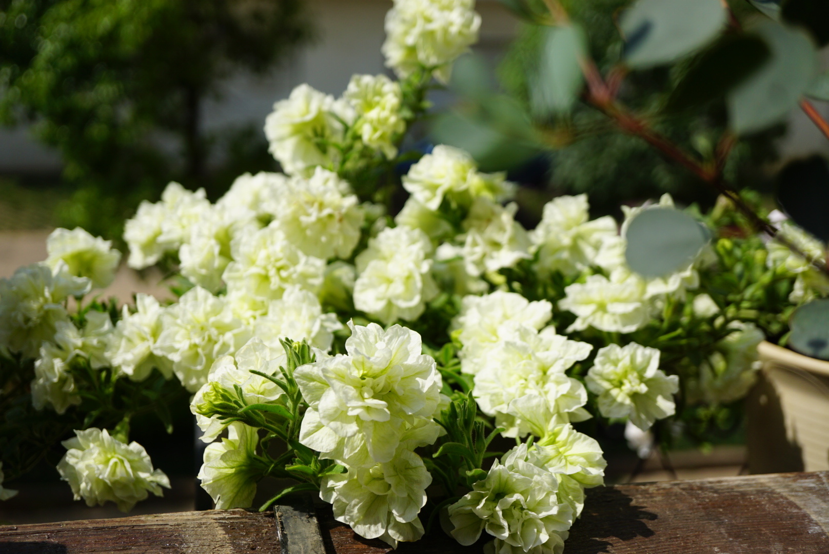 重瓣矮牵牛伊丽莎白花美如牡丹皮实好养活你值得拥有