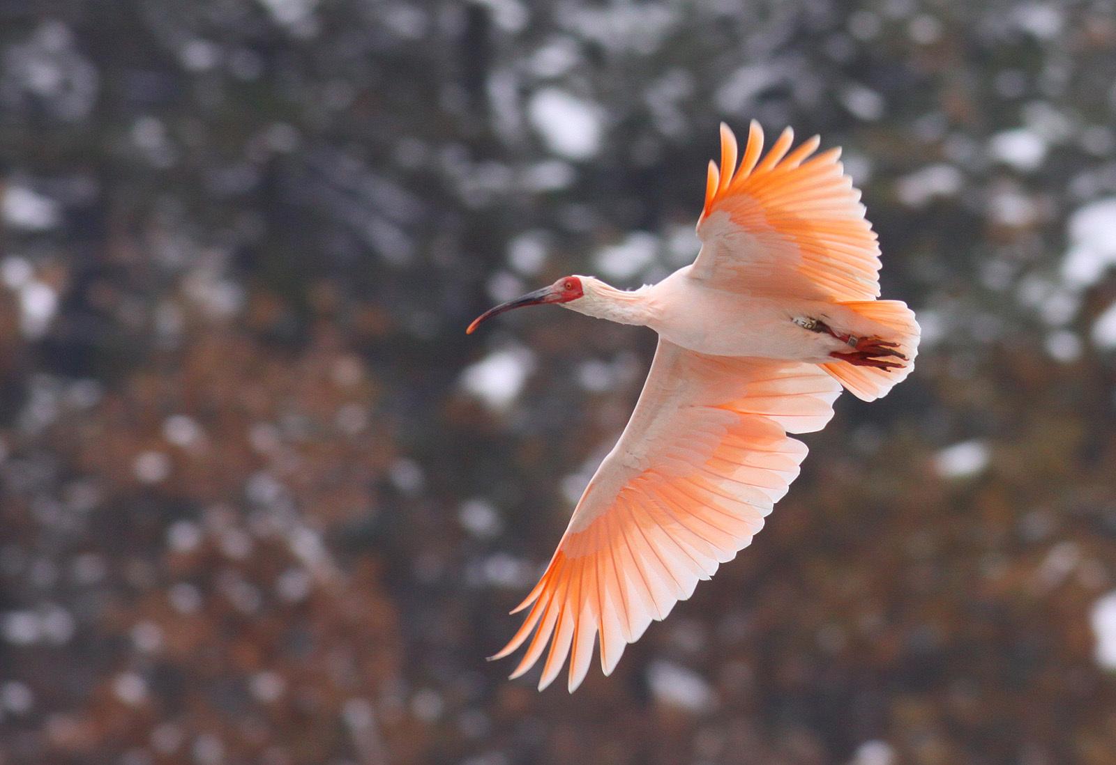 “降级”，是对珍稀动物保护最好的嘉奖休闲区蓝鸢梦想 - Www.slyday.coM