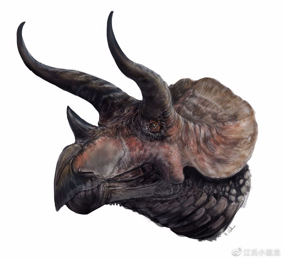 三角龙的这些冷知识,你肯定不知道!