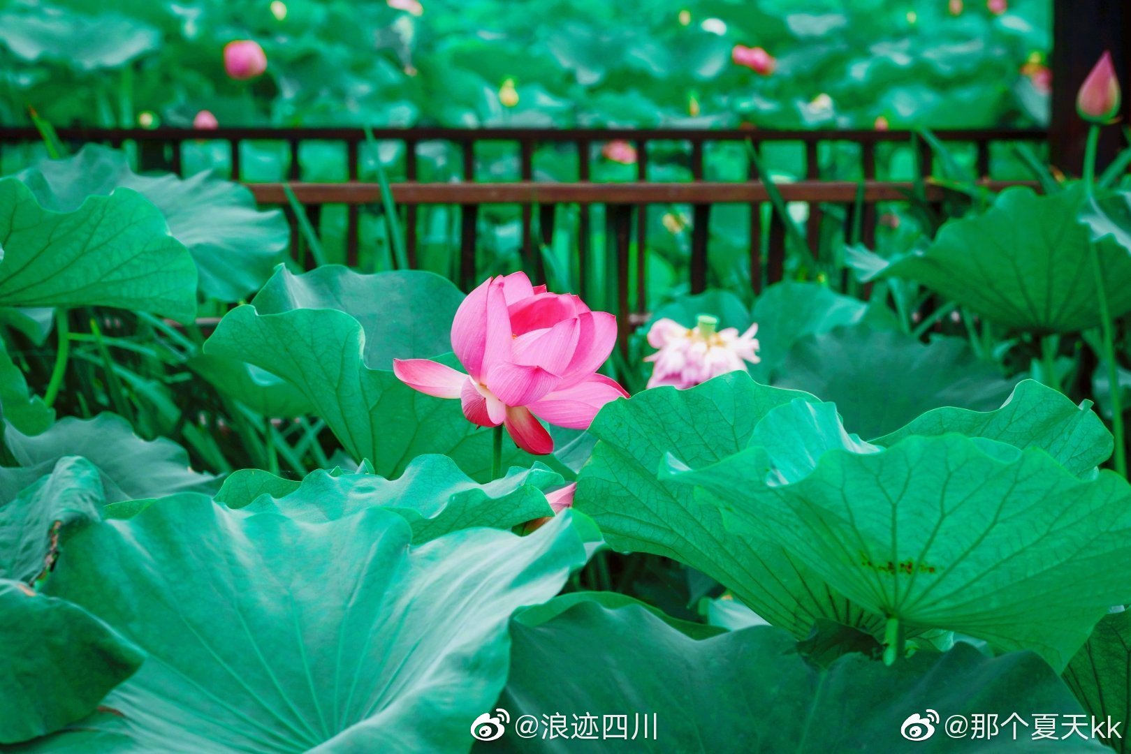 成都双流舞月荷花景区的荷花开的正盛