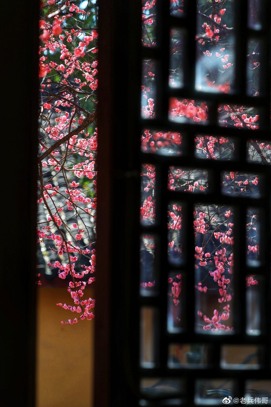 一朵两朵三四朵……湖州铁佛寺网红古红梅有终于消息啦