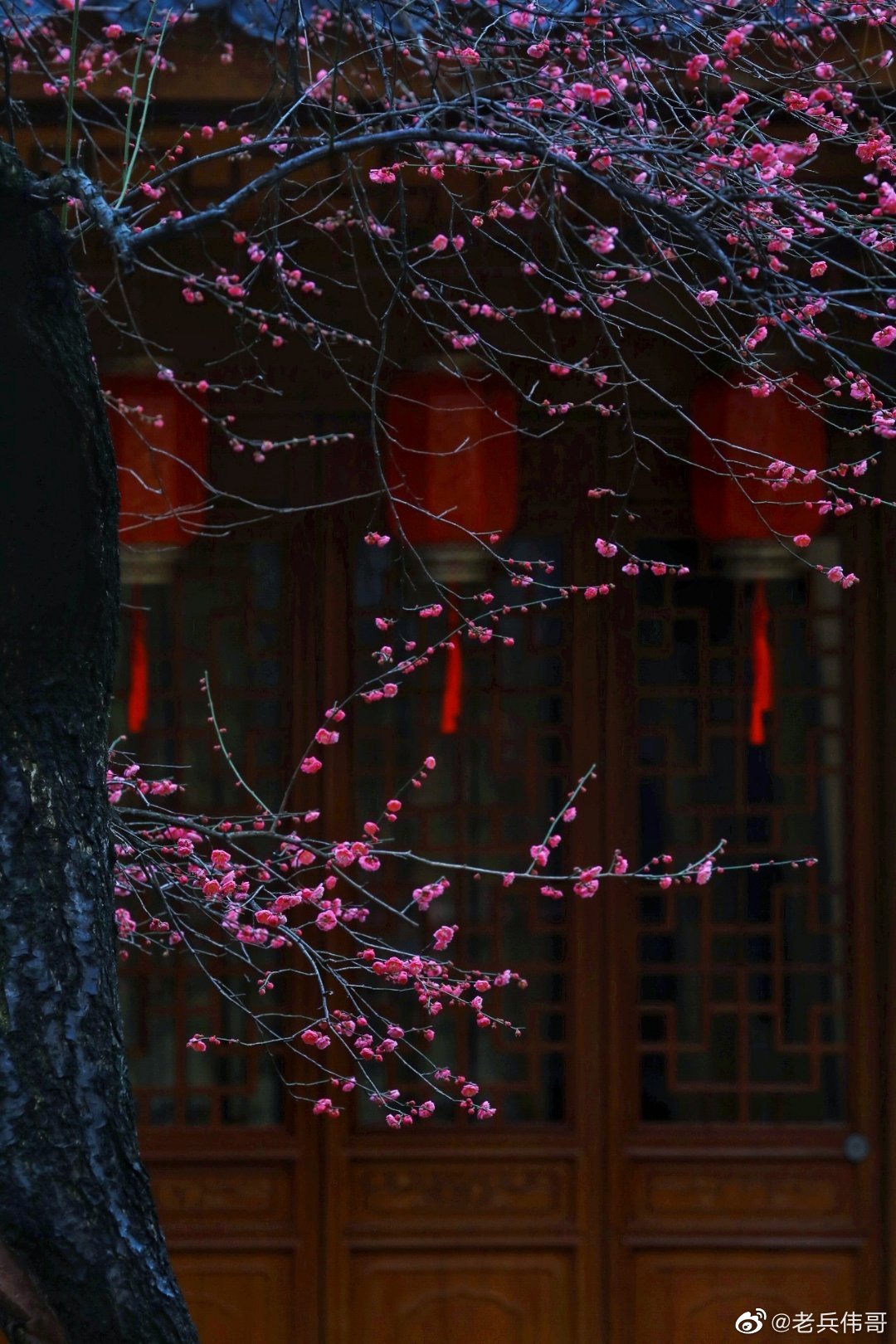 一朵两朵三四朵……湖州铁佛寺网红古红梅有终于消息啦
