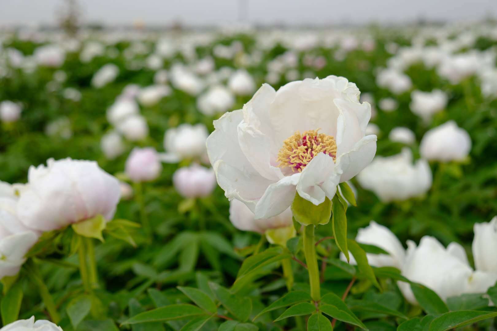 县坊镇中资牡丹园基地内,长达20多公里的数万亩油用牡丹沿着旅游道路