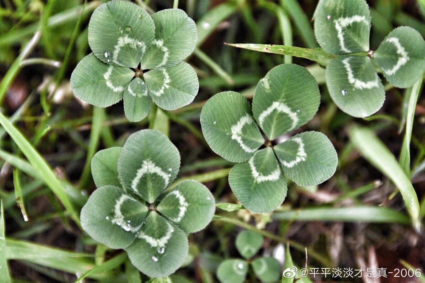 好运爆棚,找到四叶三叶草,五叶三叶草寓意幸运,幸福_高清图集_新浪网