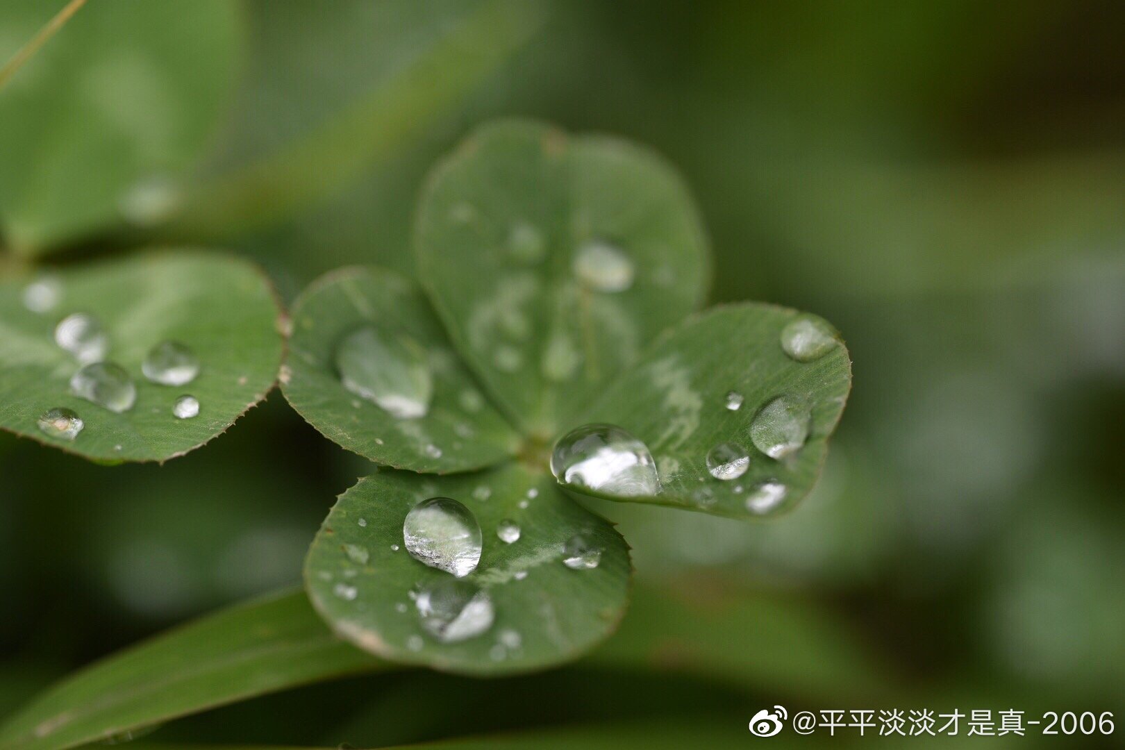 好运爆棚,找到四叶三叶草,五叶三叶草寓意幸运,幸福