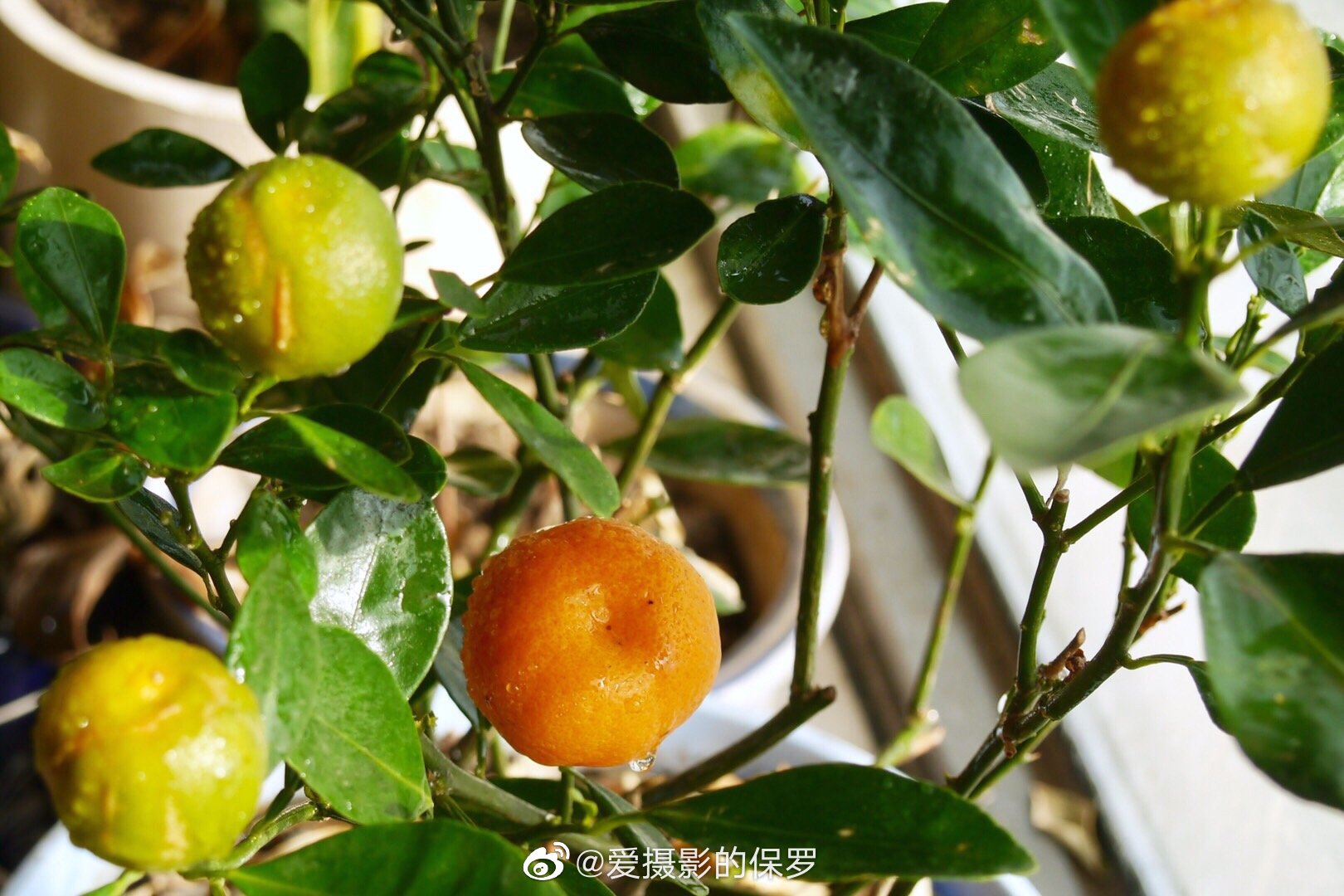 收获希望的种子作文