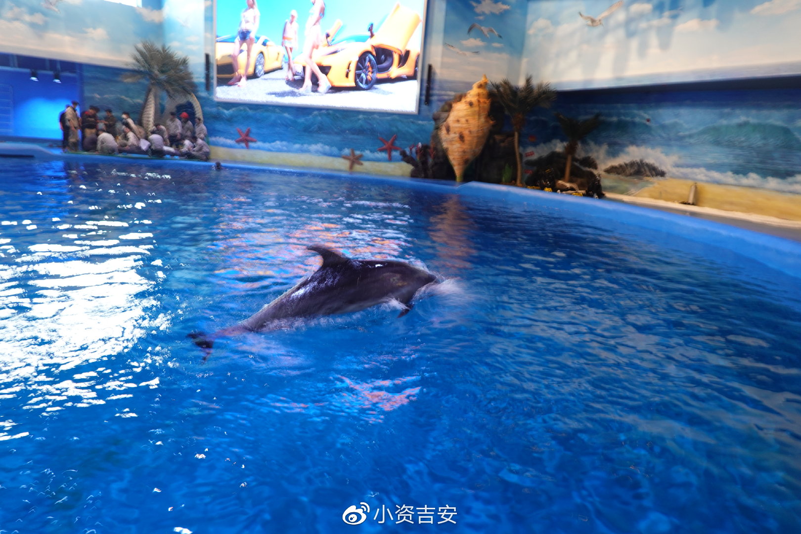 小资吉安吉安海洋世界首批动物海豚来啦