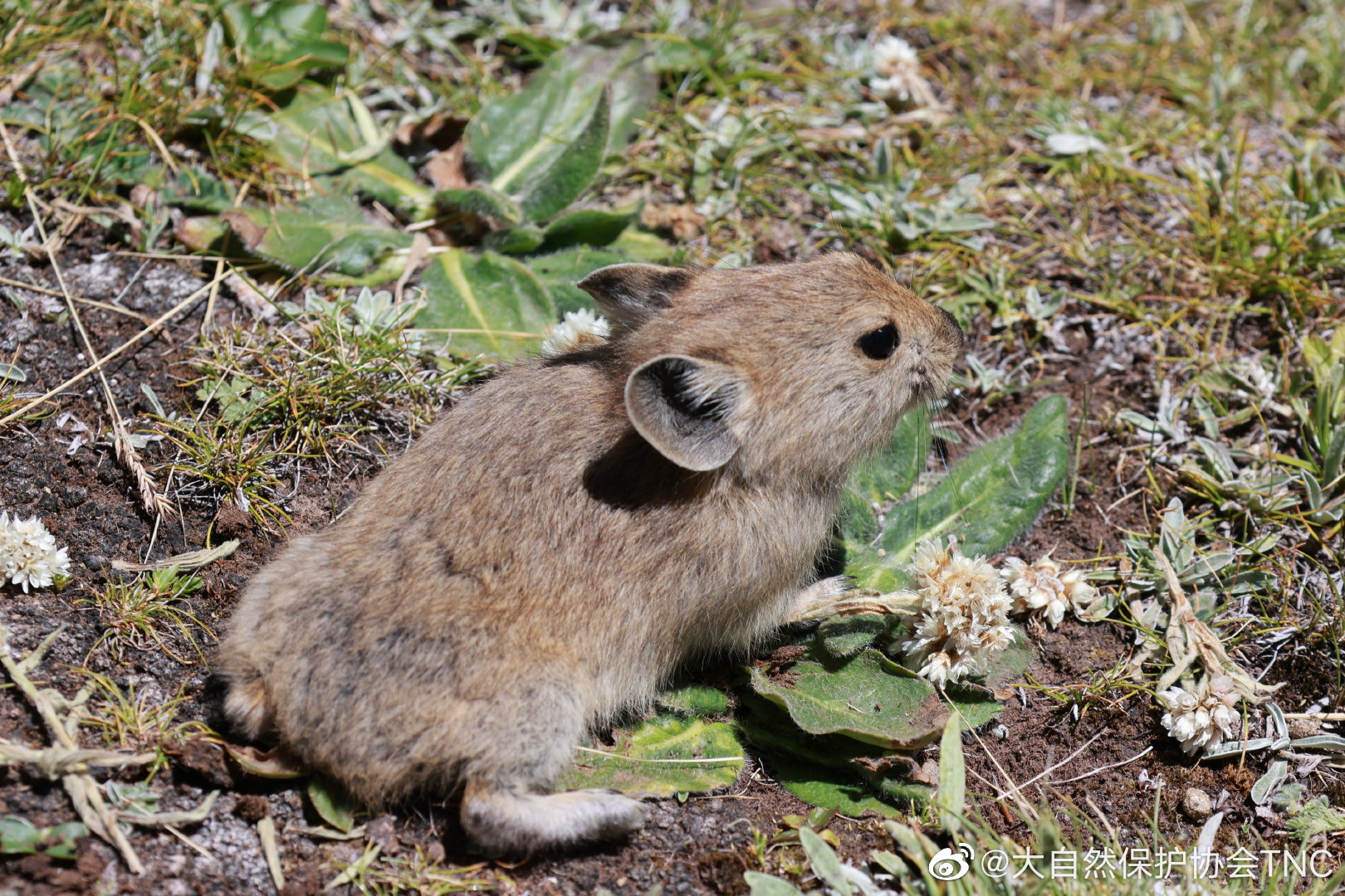 一组既像小老鼠又像小兔子的高原鼠兔照片,它属于兔形目鼠兔科鼠兔属