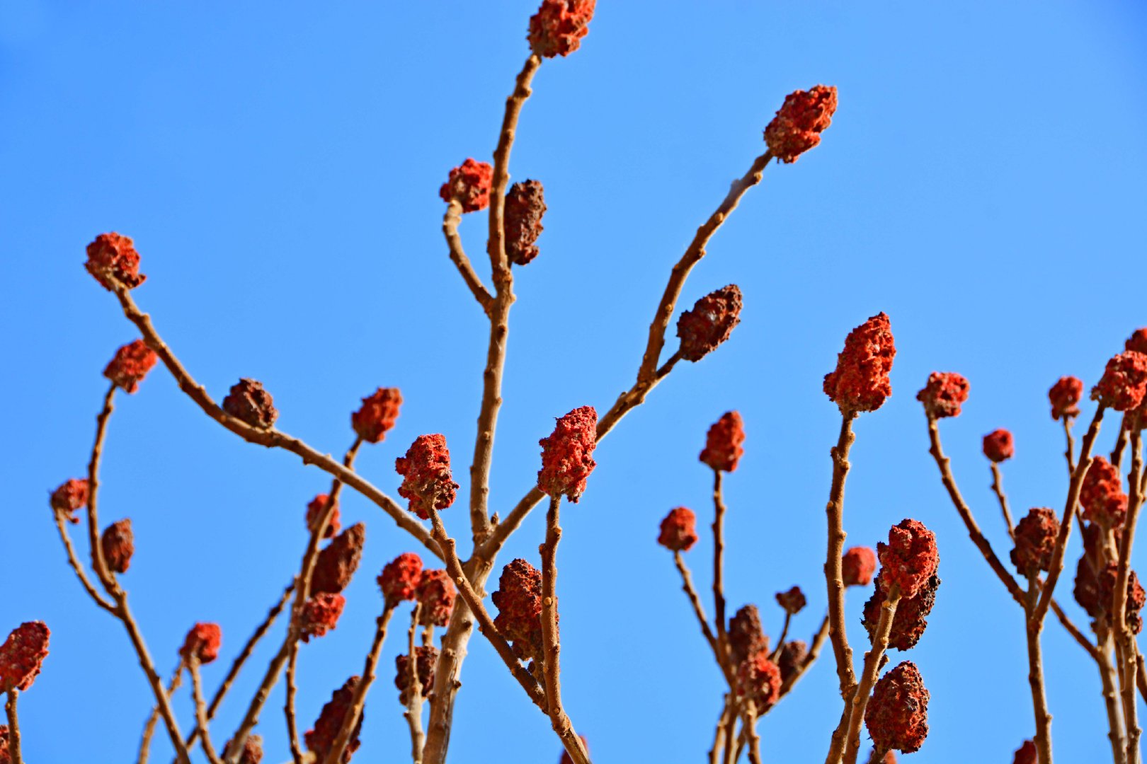 冬天的火炬树果实,原创拍摄|火炬树|果实|原创_新浪新闻