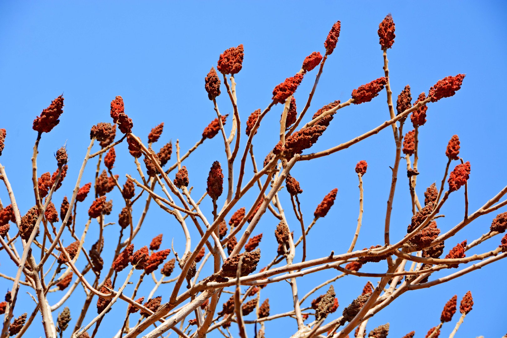 冬天的火炬树果实,原创拍摄|火炬树|果实|原创_新浪新闻