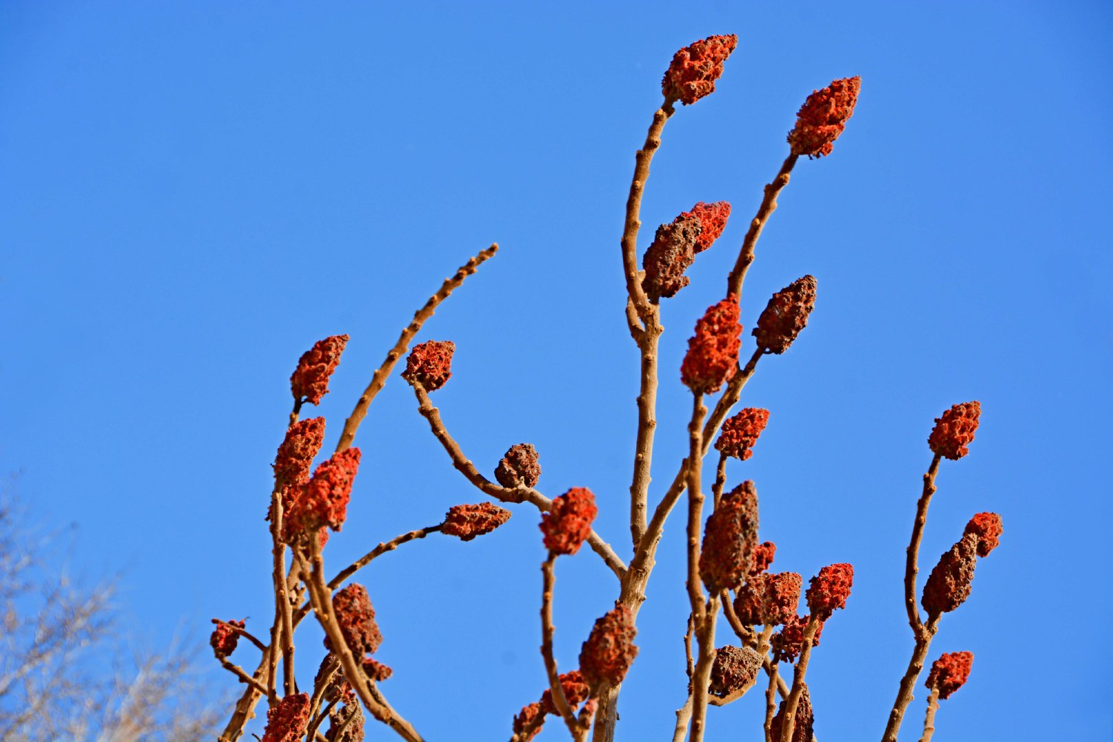 冬天的火炬树果实,原创拍摄|火炬树|果实|原创_新浪新闻