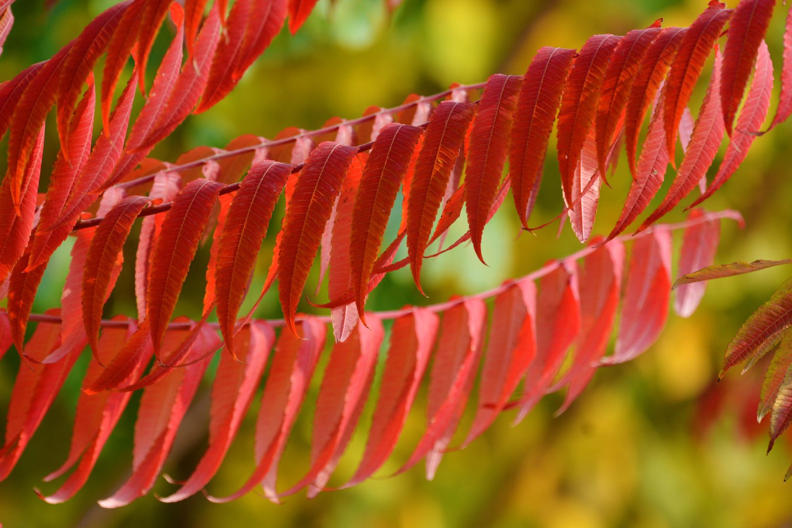 火红的火炬树叶,原创拍摄_新浪新闻