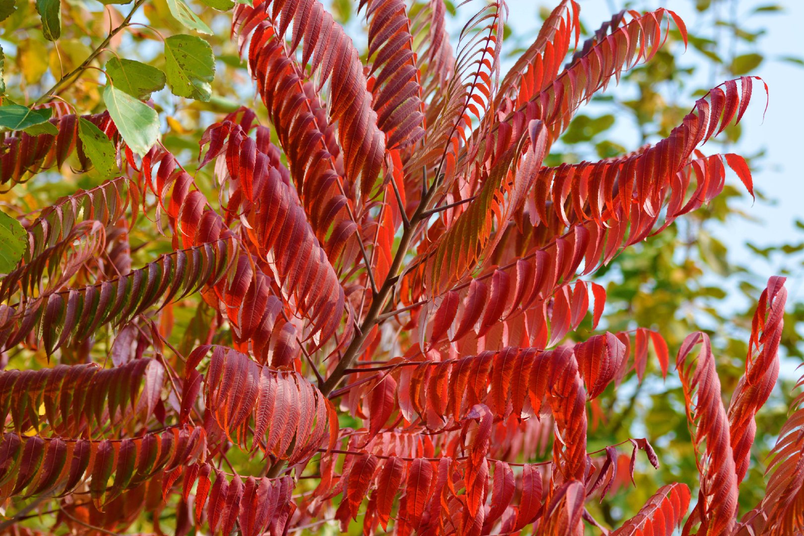 火红的火炬树叶,原创拍摄_新浪新闻