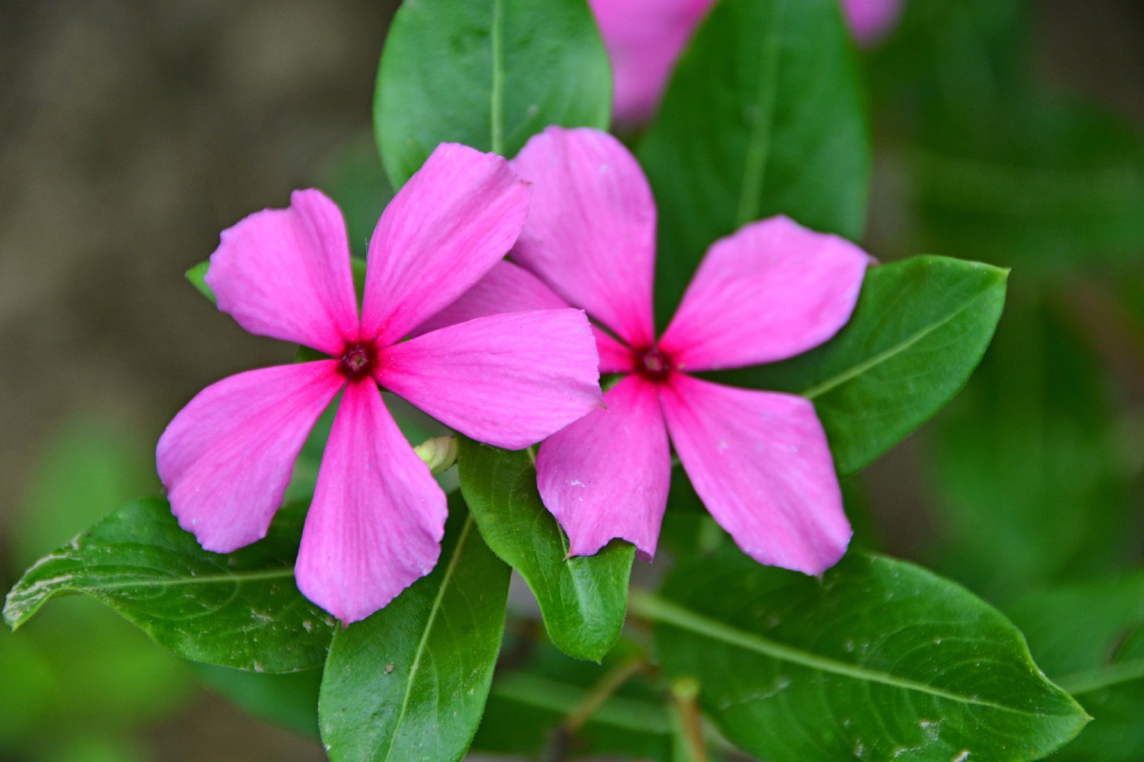 粉色四季春,原创拍摄_新浪新闻