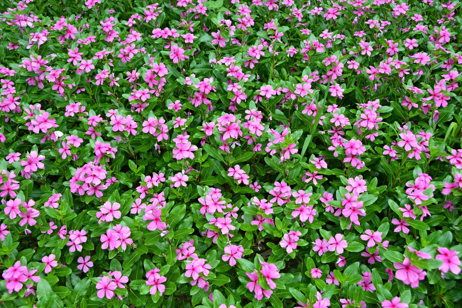 粉色四季春,原创拍摄_新浪新闻