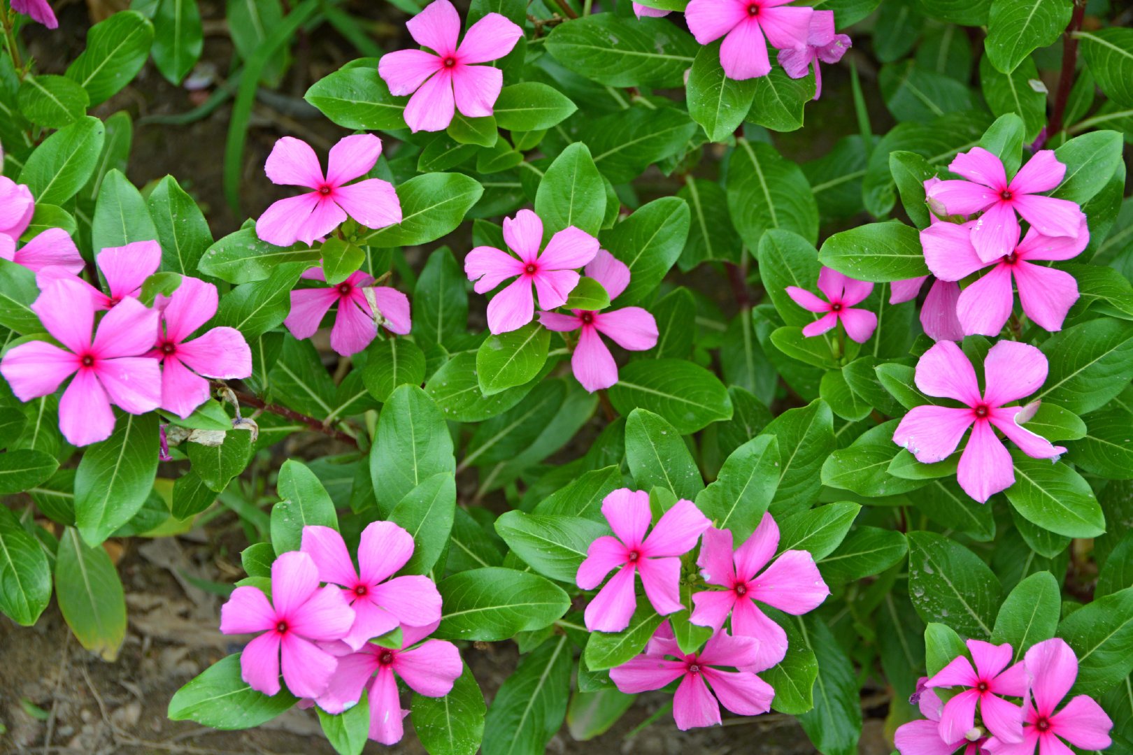 粉色四季春,原创拍摄_新浪新闻