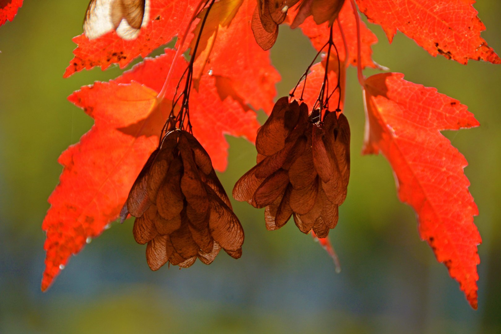 火红的槭树叶,原创拍摄|树叶|原创|拍摄_新浪新闻