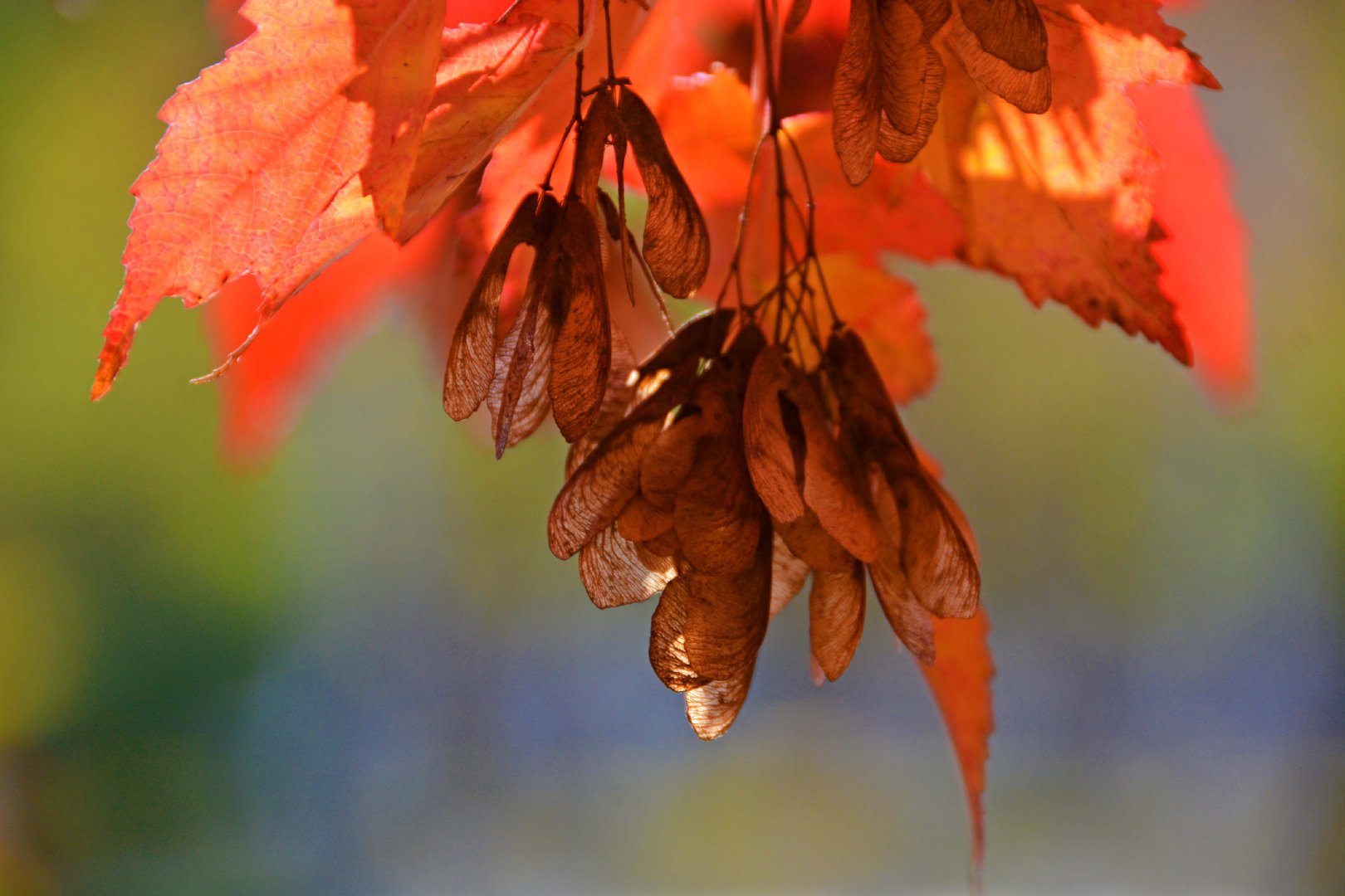 火红的槭树叶,原创拍摄|树叶|原创|拍摄_新浪新闻