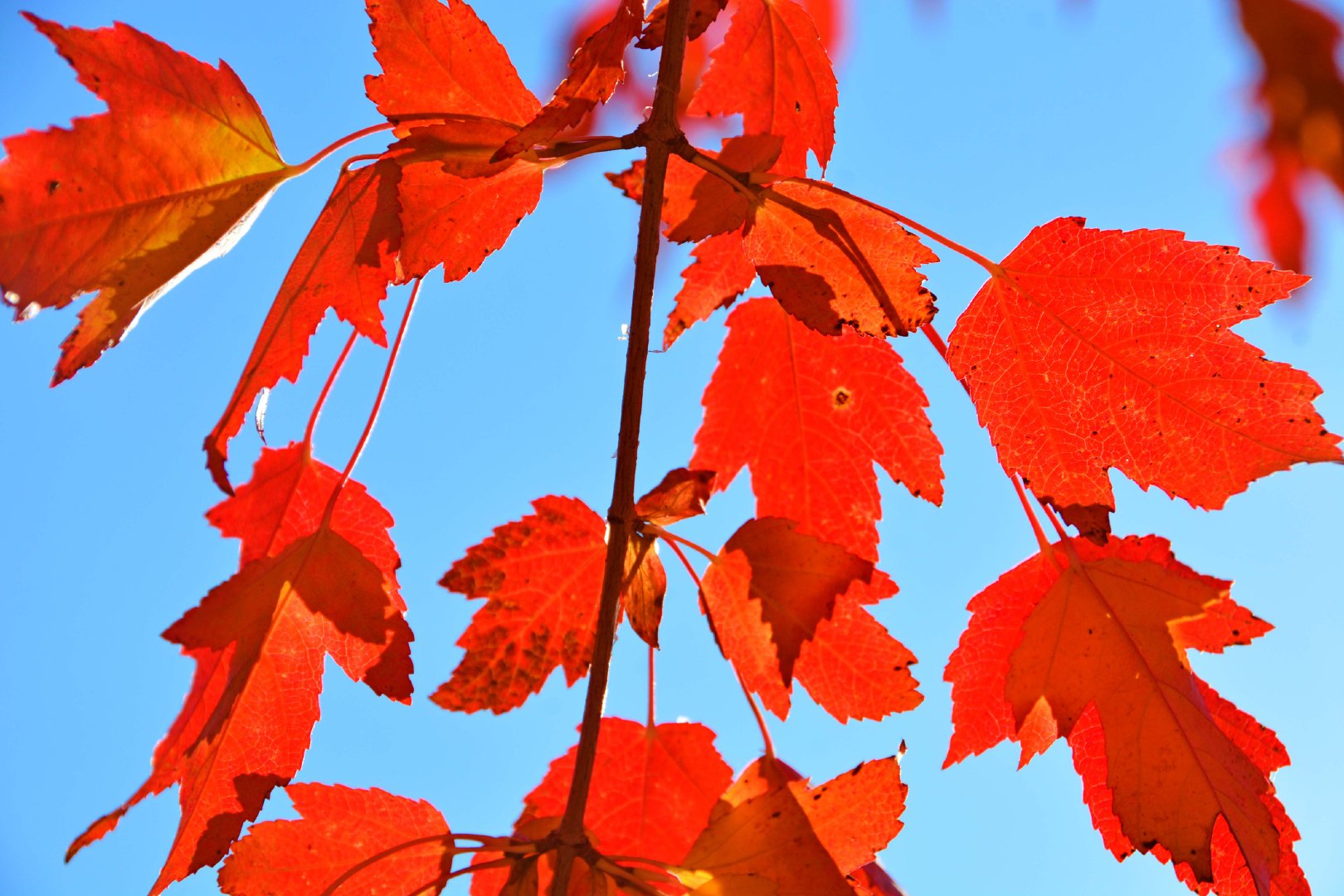 火红的槭树叶,原创拍摄|树叶|原创|拍摄_新浪新闻