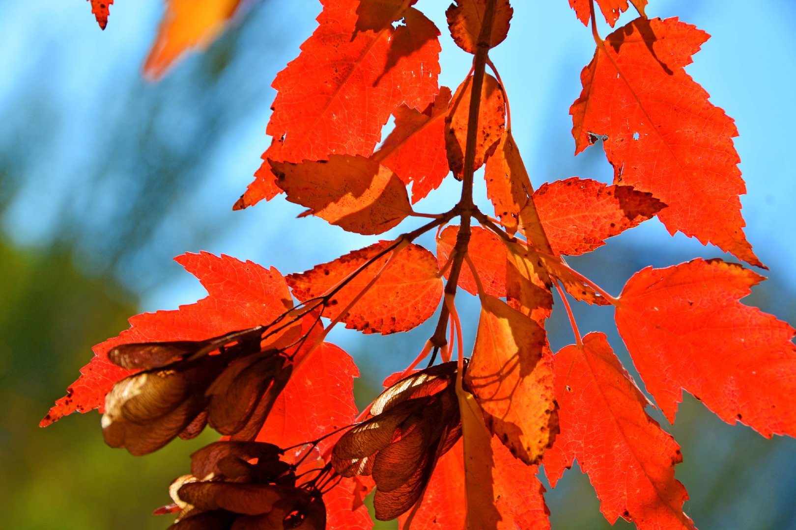 火红的槭树叶,原创拍摄|树叶|原创|拍摄_新浪新闻