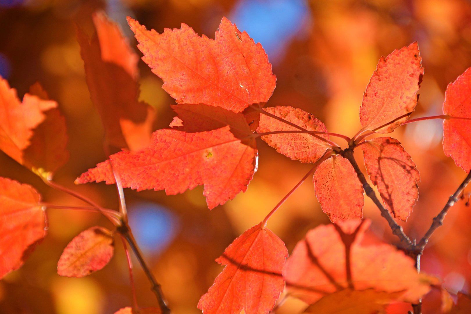 火红的槭树叶,原创拍摄|树叶|原创|拍摄_新浪新闻