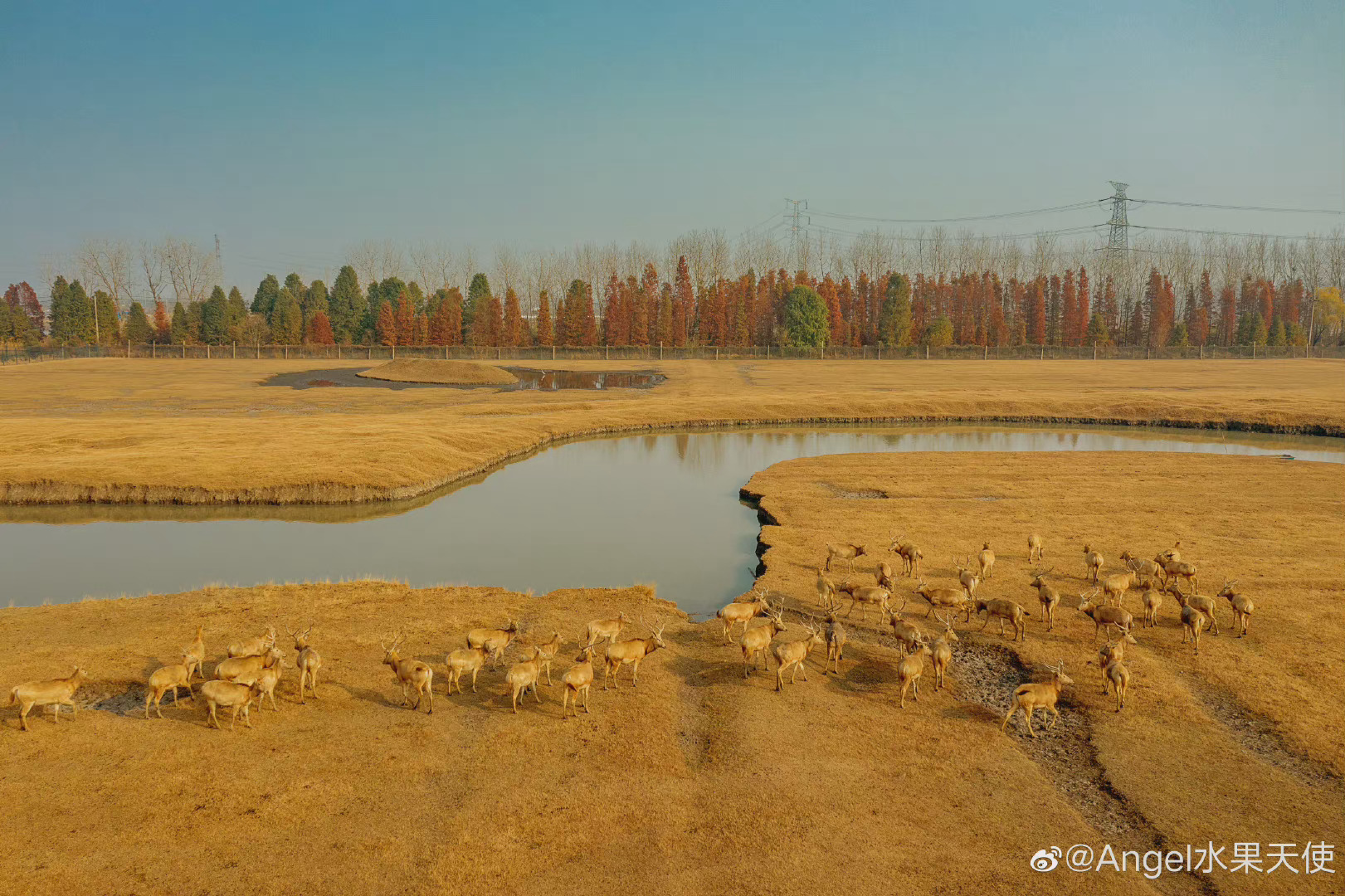 泰州姜堰：生态溱湖 鸟语鹿鸣_江苏国际在线