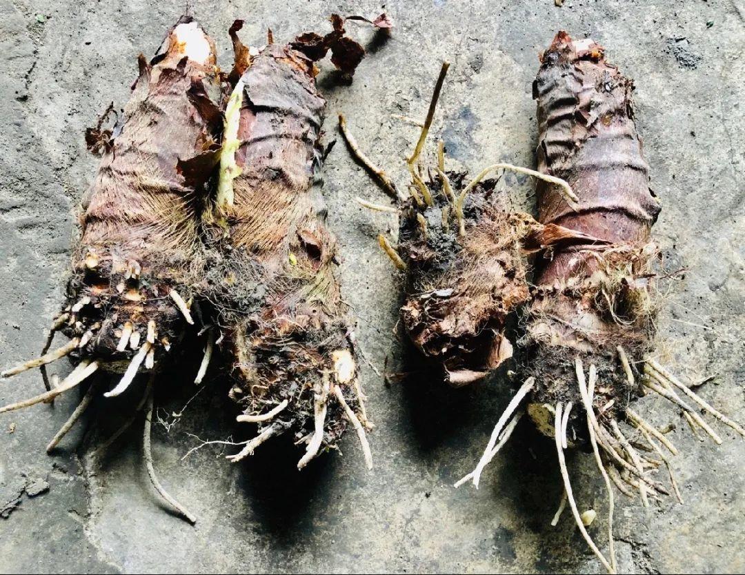 家门口的有毒花，千万别乱碰，有小孩的注意！休闲区蓝鸢梦想 - Www.slyday.coM