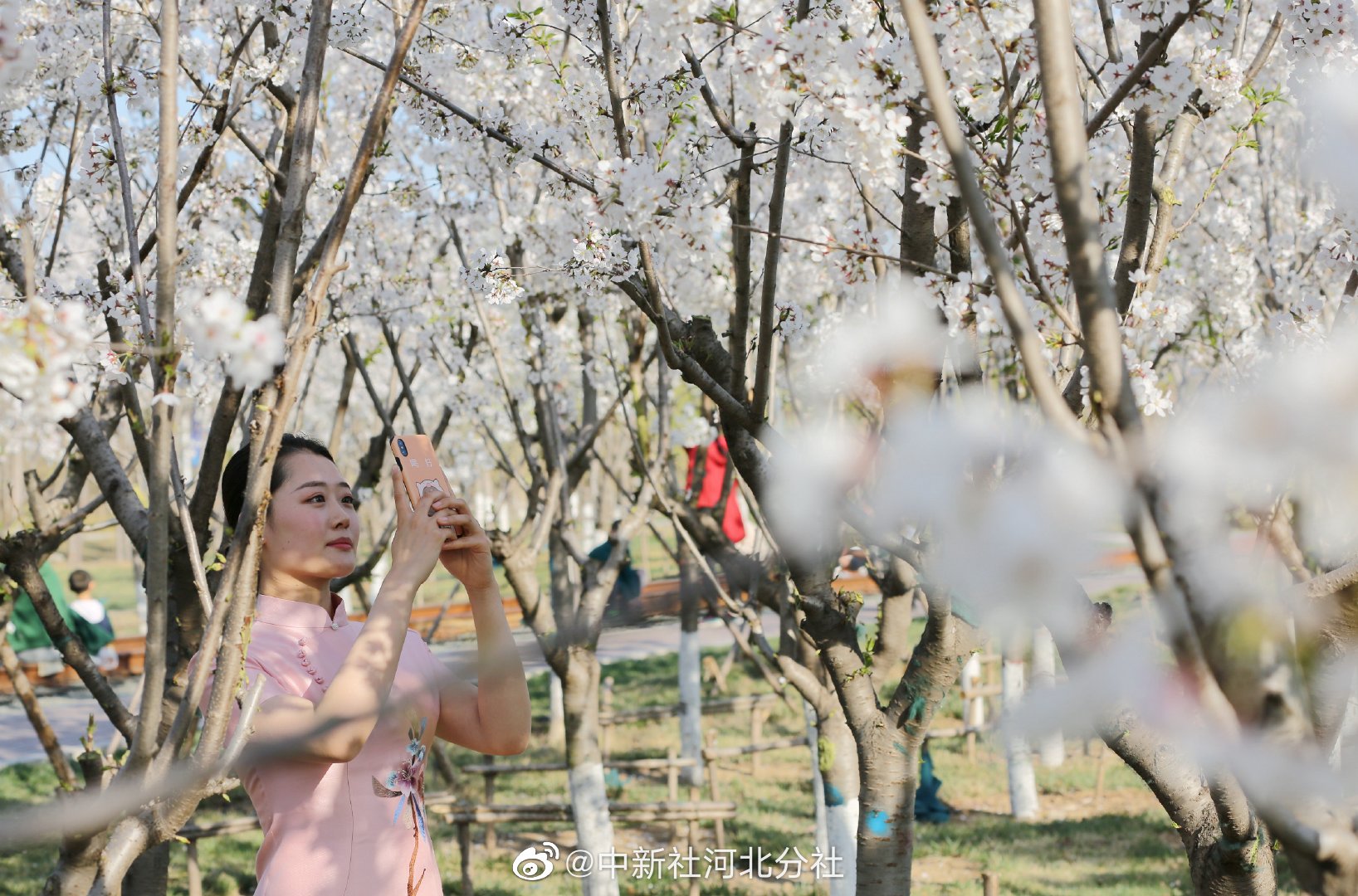 河北大厂:千亩樱花醉游人_高清图集_新浪网
