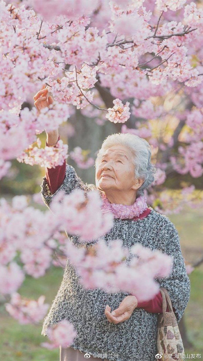 樱花树下老奶奶与小狗的温馨小时刻