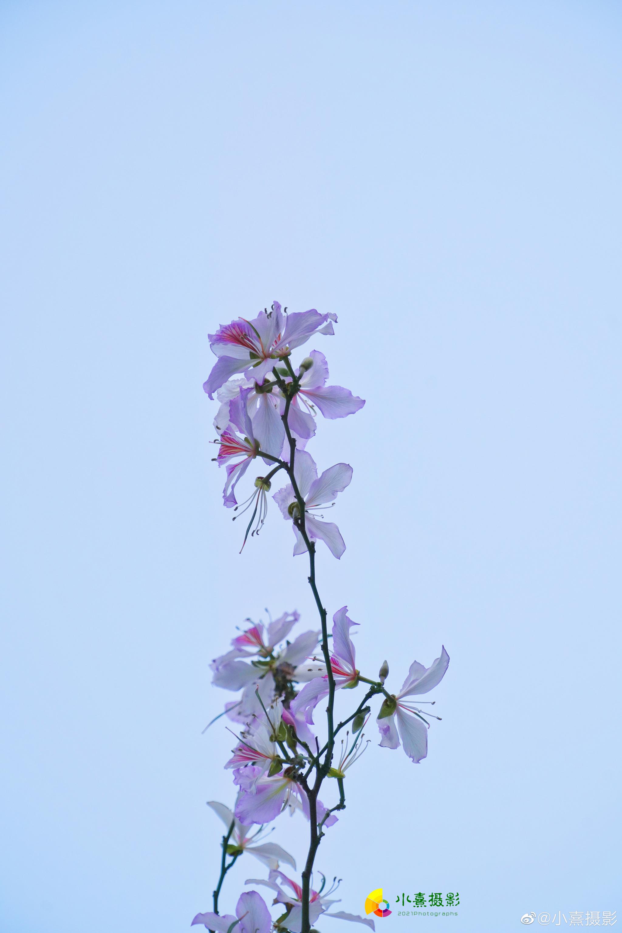 浪漫的街头一羊角蹄花 @中国天气 @中国气象局