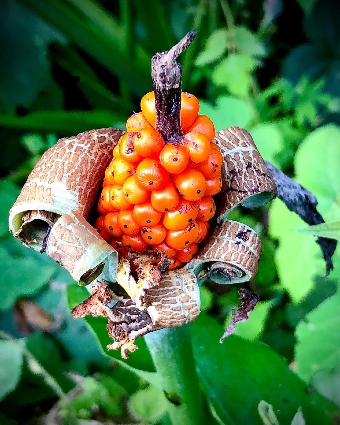 家门口的有毒花，千万别乱碰，有小孩的注意！休闲区蓝鸢梦想 - Www.slyday.coM