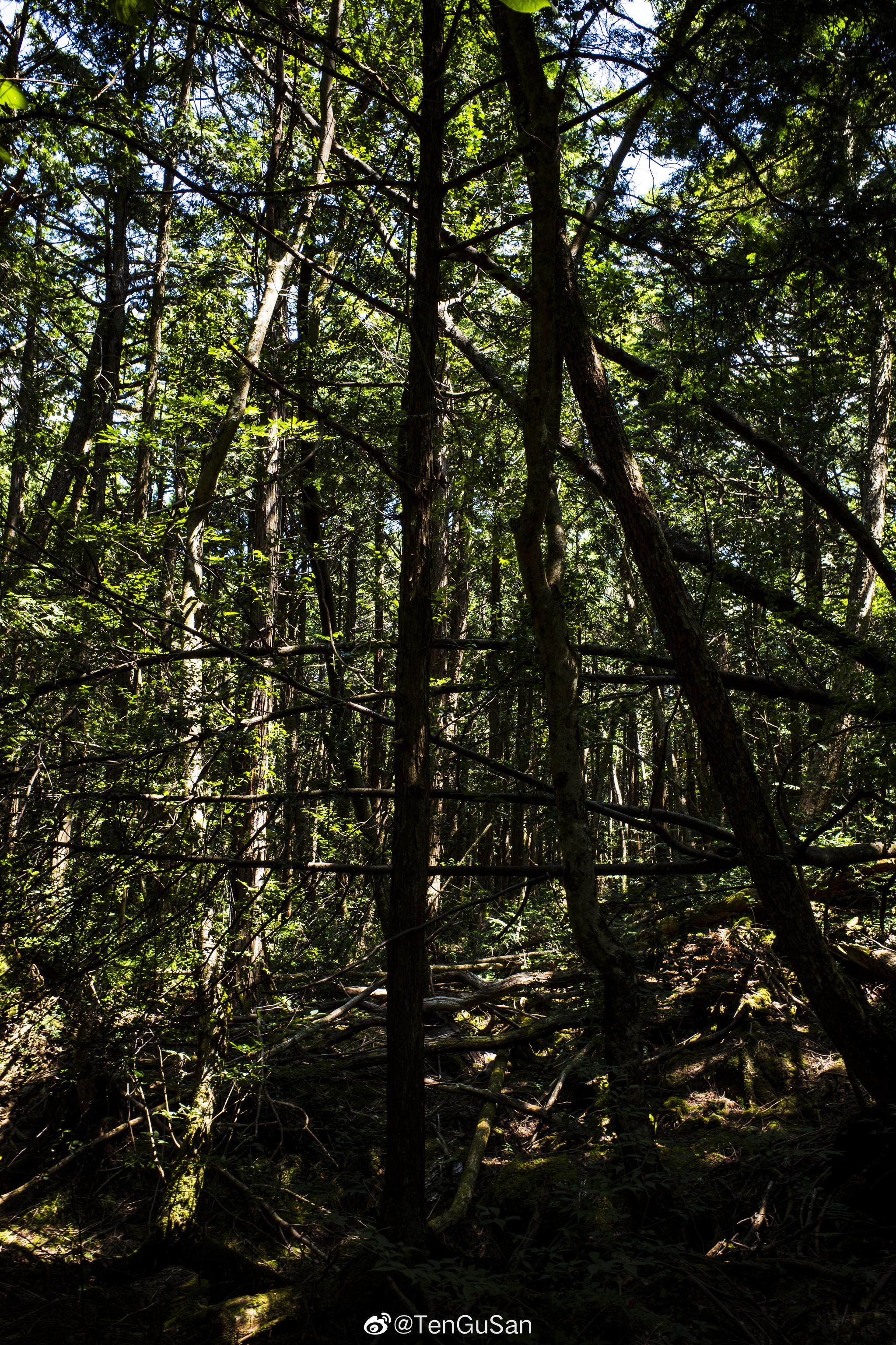 青木原树海森林图片