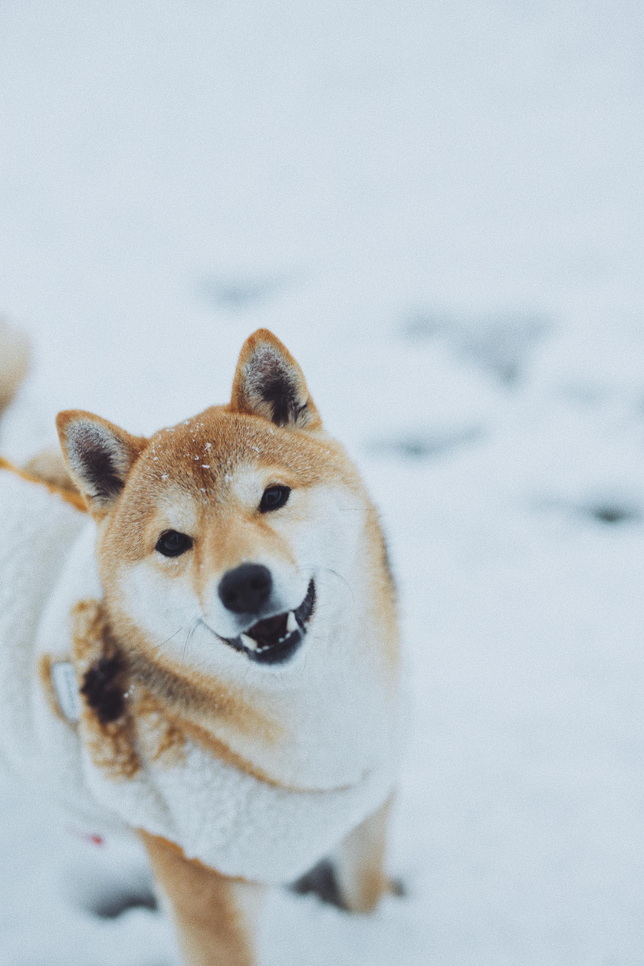 没有玩过雪的柴犬狗生是不完整的