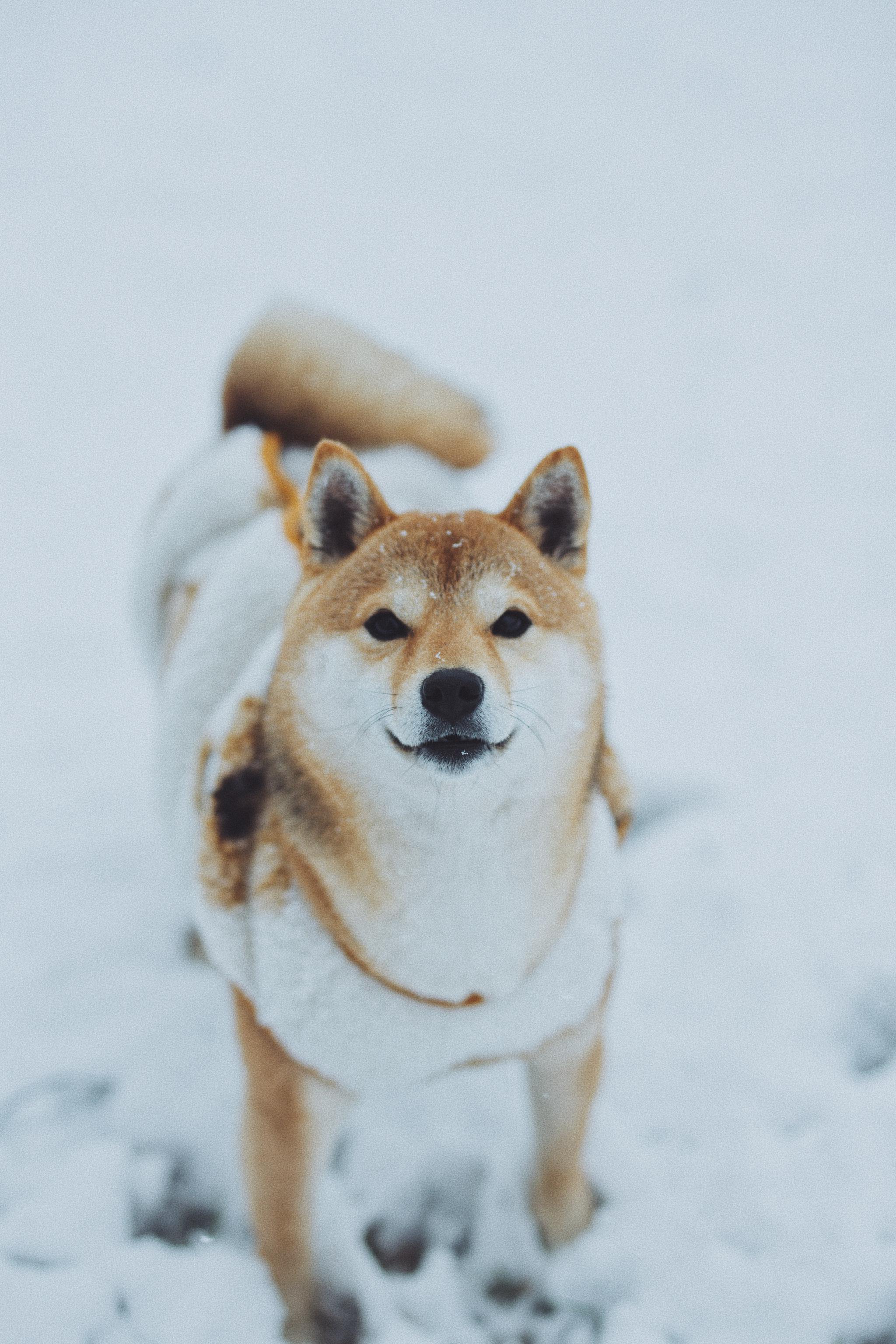 没有玩过雪的柴犬狗生是不完整的