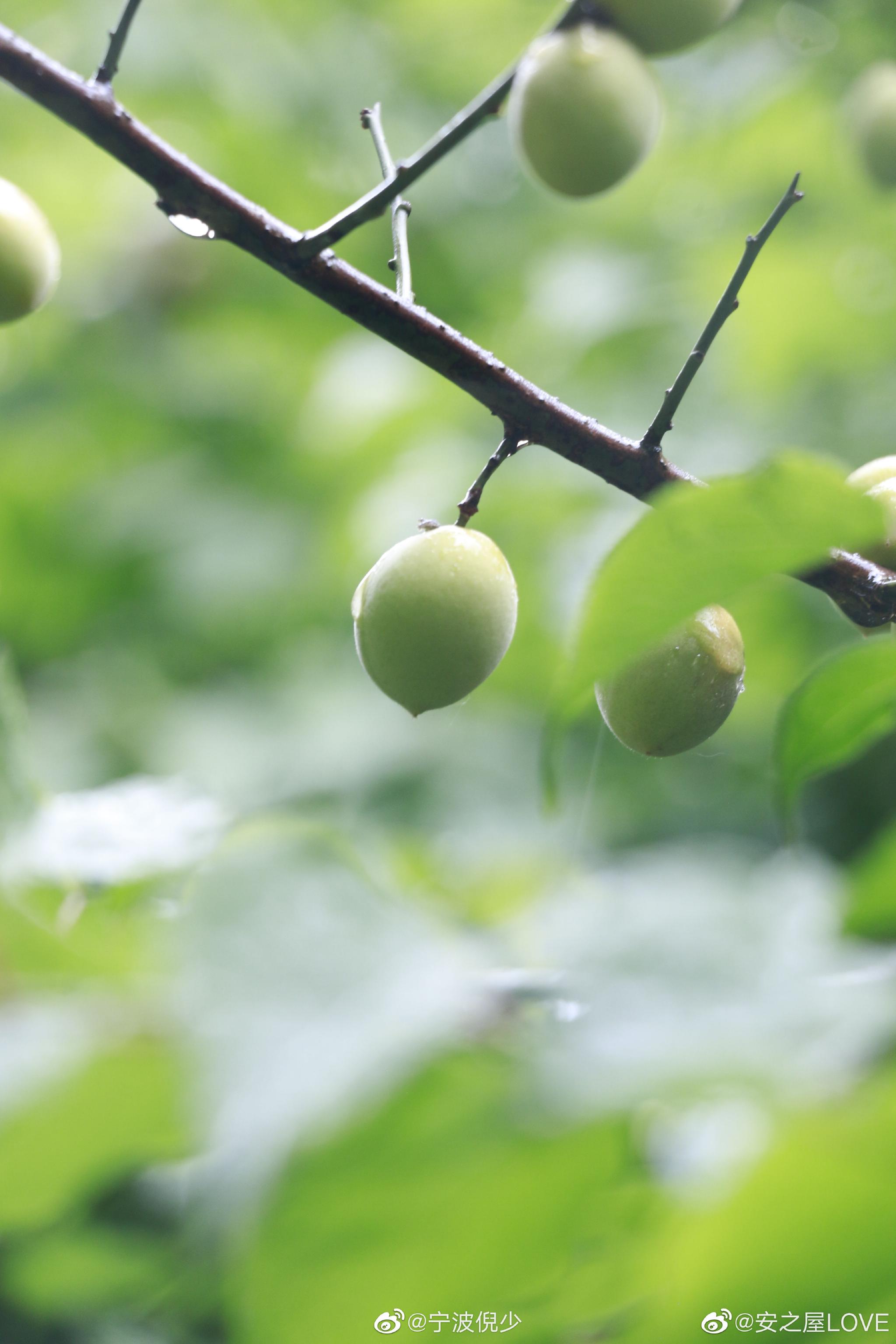 网友@安之屋love 投稿:公园里看到好多树上结了果子……__财经头条