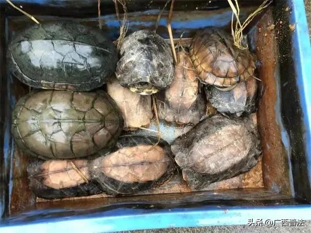 贺州一男子非法买卖这些“龟”，一审获刑二年八个月！休闲区蓝鸢梦想 - Www.slyday.coM