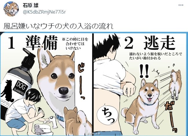 漫画 讨厌洗澡的柴犬的入浴流程 漫画 讨厌洗澡的柴犬的入浴流程