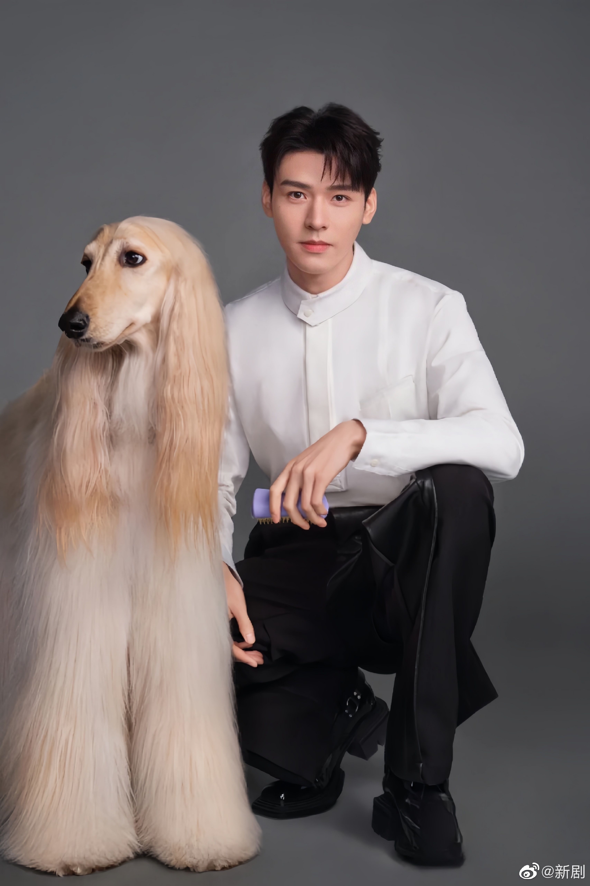 龚俊帮狗狗梳毛合照,两只颜值都很高_高清图集_新浪网